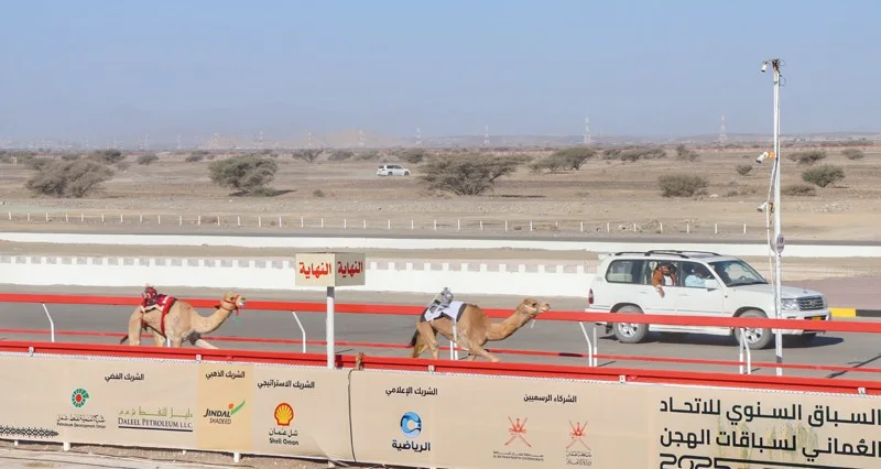 15 شوطا لفئة «الحجائج» فـي السباق الختامي للهجن بصحار