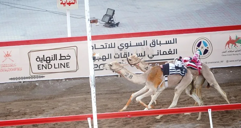 تواصل منافسات اليوم الثاني من السباق الختامي للهجن على ميدان صحار