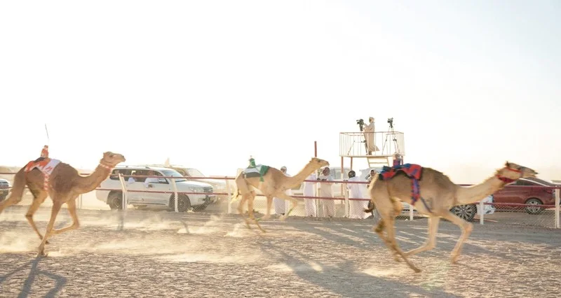 ختام منافسات المهرجان السنوي الـ 25 لسباقات الهجن بولاية ثمريت