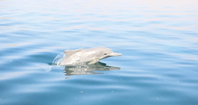 مشروع مسح الثدييات البحرية يتواصل فـي مسندم