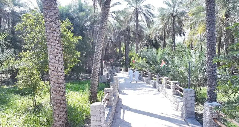 المماشي الصحية بجنوب الباطنة.. متنفس حضاري يعزز جودة الحياة