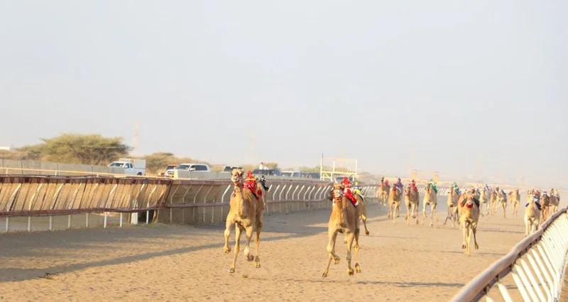 انطلاق منافسات اليوم الأول للمحطة الثالثة لسباقات الهجن الأهلية ببركاء
