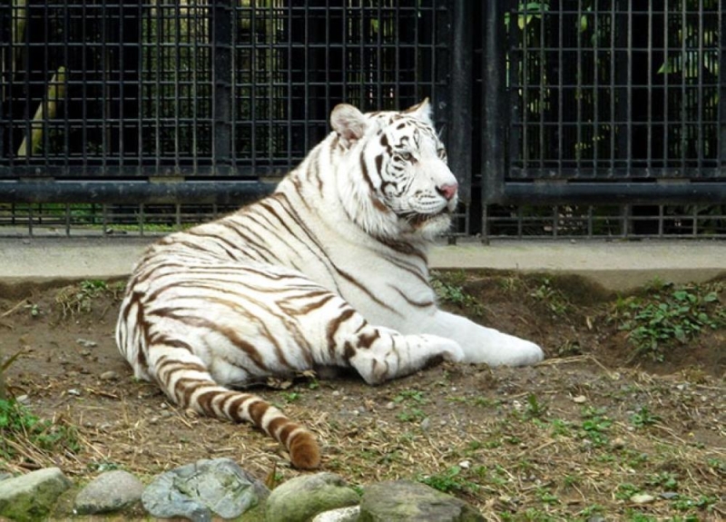 نمر يقتل حارس حديقة حيوانات في اليابان