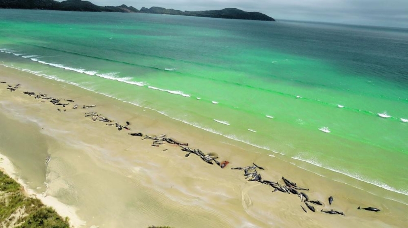 انتحار جماعي لـ 145 حوتا بشواطئ نيوزيلندا