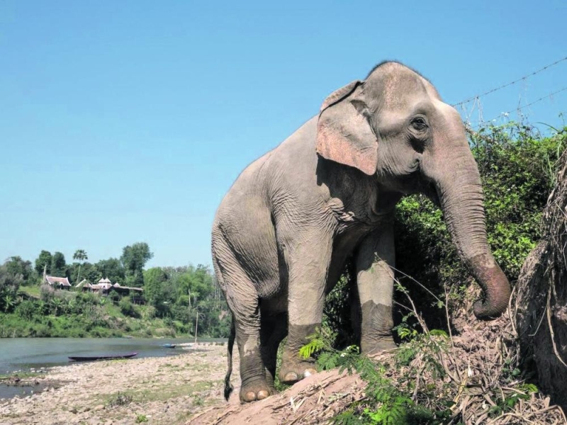 وفاة الفيل الأكثر حزنا في العالم