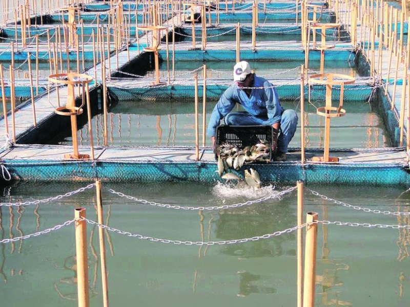 «التنمية الزراعية» يمول 70 % من تكلفة الاستزراع السمكي