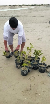 زراعة 300 ألف شتلة «مانجروف» في الخليج العربي