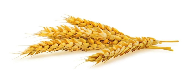 «الحبوب» تبدأ استلام القمح المحلي