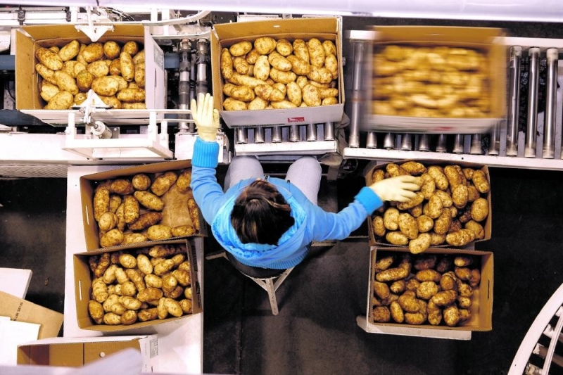إيقاف تصدير رقائق البطاطس ينذر المصانع بالإفلاس