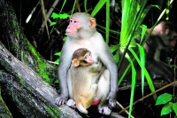 «جدري القردة» يهدد سنغافورة