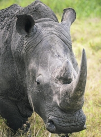 «وحيد القرن» يودع العالم