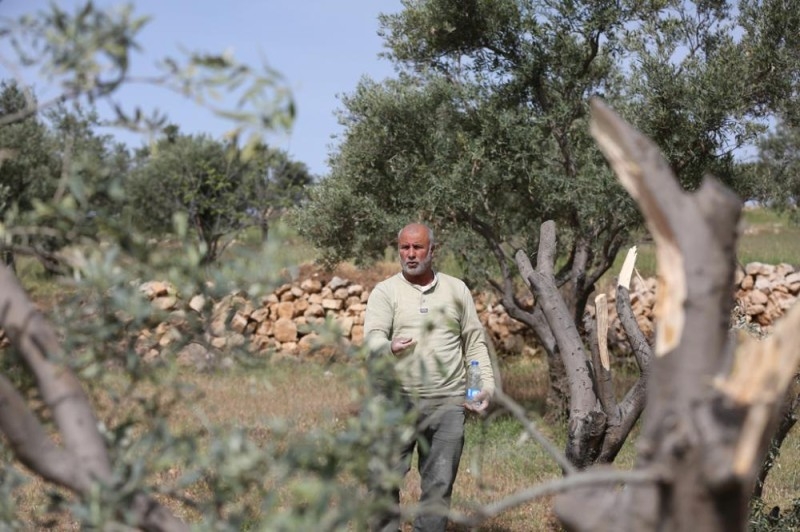 اشتية: الاحتلال اقتلع 2.5 مليون شجرة من أرض فلسطين
