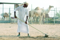 استخدام روث الإبل وقودا في الإمارات