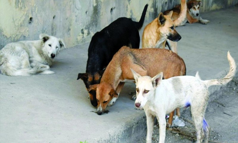مشروعات «إصحاح بيئي» لتخفيف كثافة الكلاب الضالة