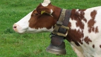 «تيرول» هدف لصوص أجراس الأبقار