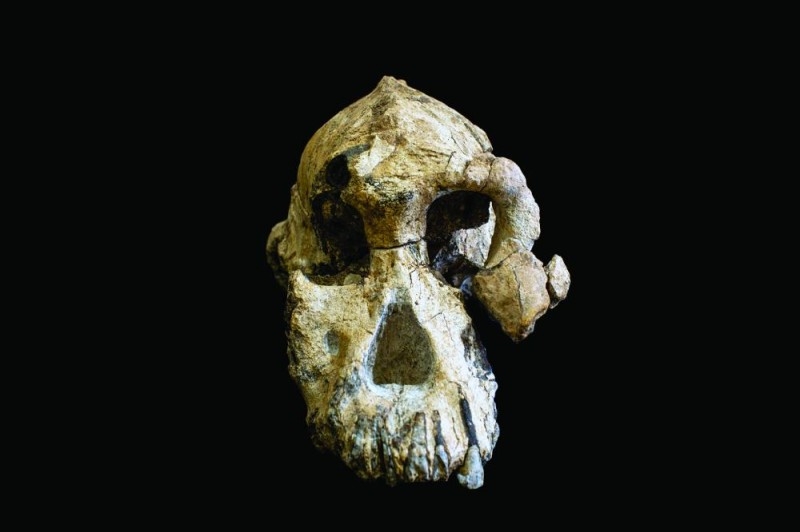 جمجمة «إثيوبية» عمرها 4 ملايين سنة