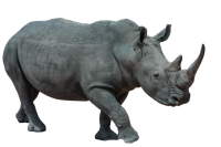 مستقبل وحيد القرن في «النيتروجين»