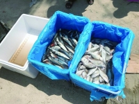 أمانة الأحساء: أسماك الباعة الجائلين «خطر يهدد الحياة»