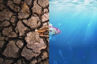 الجفاف يهدد الثروة المائية والسمكية بأستراليا