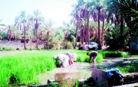 «المياه المجددة» البديل الأمثل لسد احتياجات مزارع الأحساء