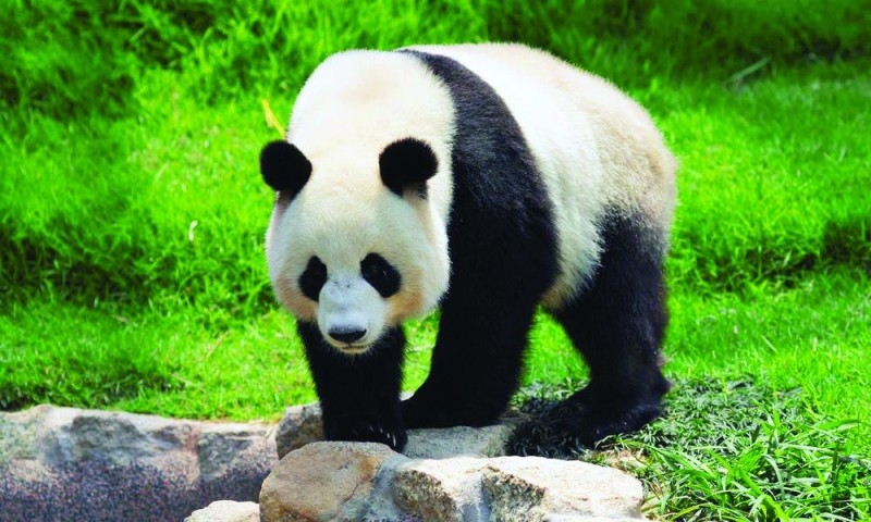 الباندا «بي بي» في مهمة إنقاذ بالصين