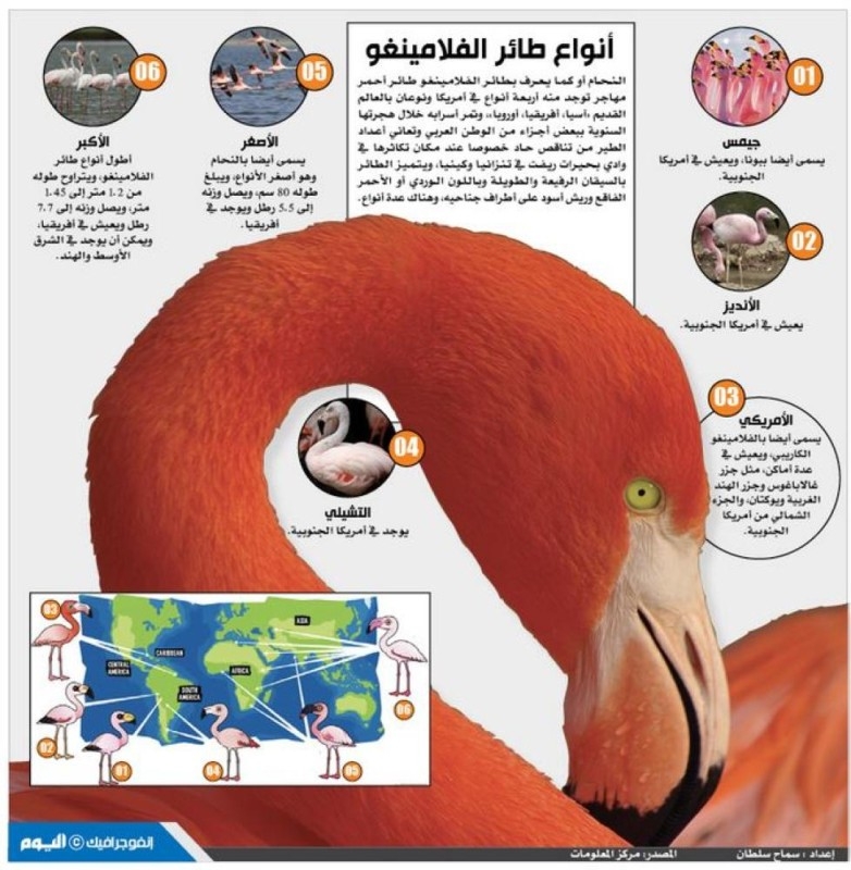 أنواع طائر الفلامينغو
