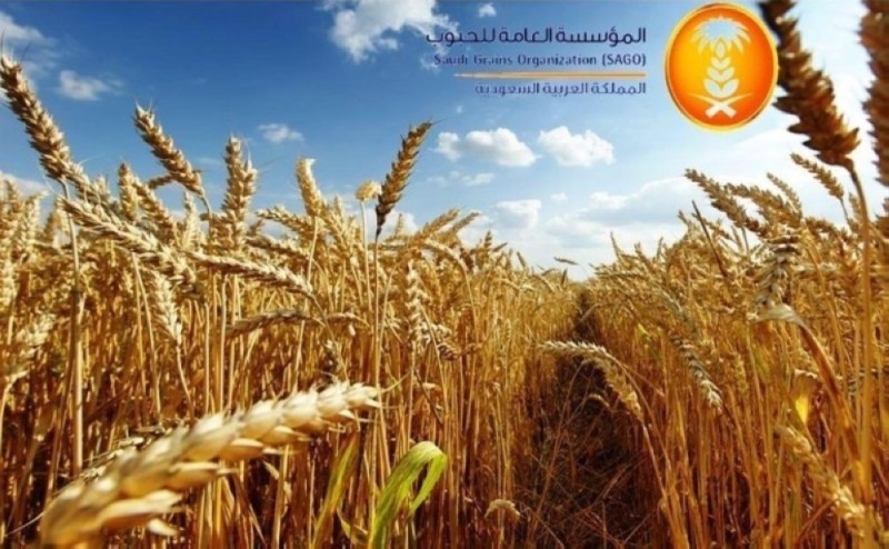 «الحبوب» تودع الدفعة الرابعة لشراء القمح المحلي للمزارعين