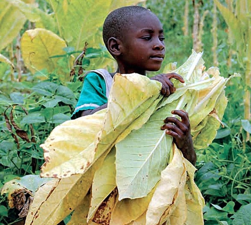 تقرير دولي : 26% عمالة الأطفال فى آسيا و12% بأفريقيا