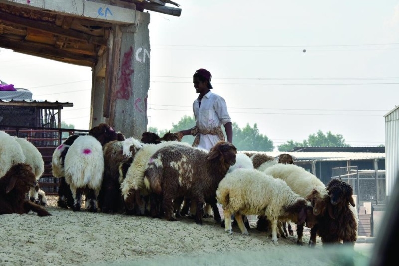 سوق الماشية بالخبر.. رقابة ضائعة وسيطرة لـ «الوافدة»