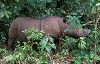 «السرطان» يلتهم آخر وحيد قرن «سومطري» بماليزيا