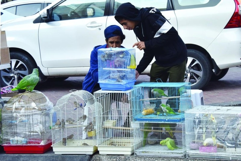 سوق الطيور بالدمام.. ملتقى هواة «الأنواع النادرة»
