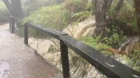 حرائق الغابات تستعر والأمطار تقطع الطرق في أستراليا