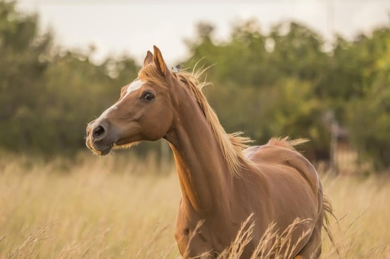 حصان يحمي صاحبه من الموت بالسرطان