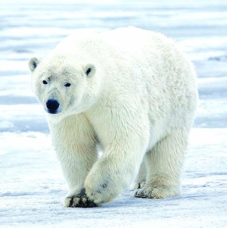 الدببة القطبية «تأكل بعضها»
