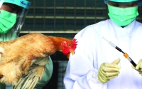 «H5N6» فصل جديد في قصة حرب الأوبئة العالمية