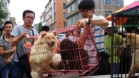 حظر لحوم القطط والكلاب في «شنتشن»