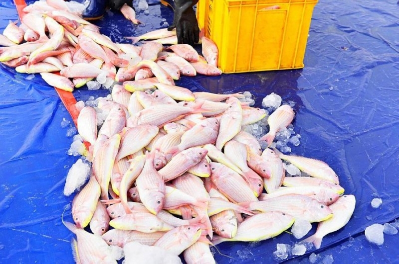 سوق القطيف.. 100 طن أسماك تغذي أسوق الشرقية يوميًا