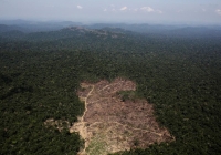وسط «كورونا».. إزالة غابات الأمازون ترتفع لـ50%