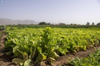 «الزراعي» يعتمد قروضاً بـ 333 مليون ريال لتمويل 12 مشروعا