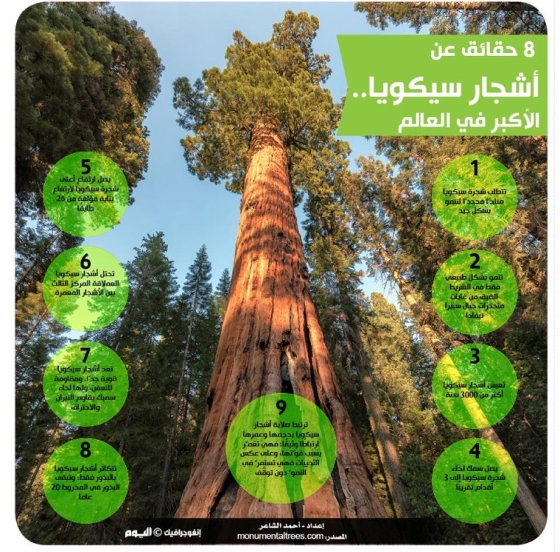 أشجار سيكويا .. الأكبر في العالم