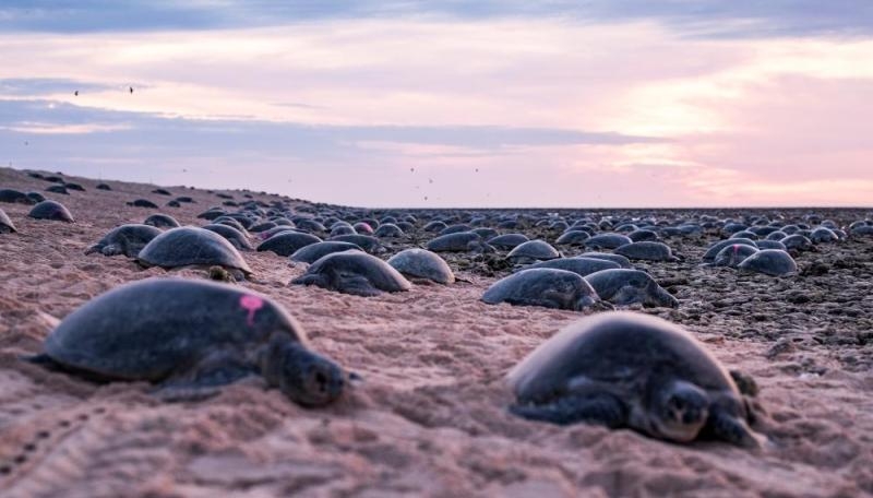 بالصور | أستراليا تكتشف عشرات الآلاف من السلاحف البحرية الخضراء