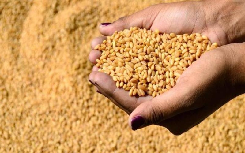 وزير البيئة: زراعة القمح بدلاً من الأعلاف توفر 25% من المياه