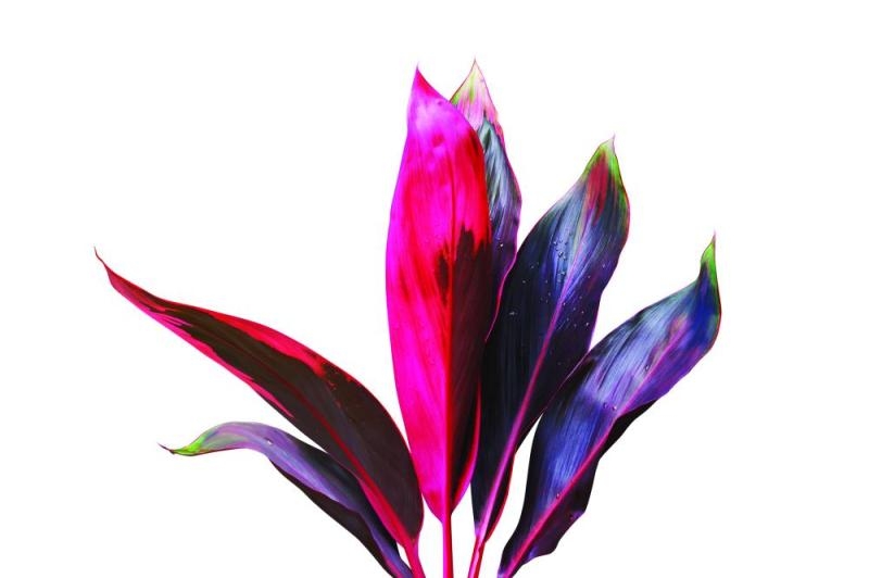 «الكوردلين» نبات مميز بأشكاله وألوانه