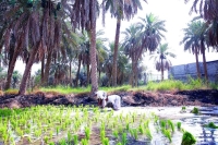 الأرز الأغلى عالمياً يدخل مرحلة «السناية»