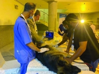 تطعيم 100 حيوان ضد «داء الكلب»