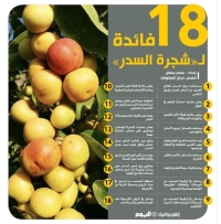 18 فائدة لـ«شجرة السدر»