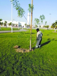 زيادة عدد الأشجار في حدائق الدمام