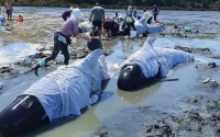 إنقاذ عشرات الحيتان بشواطئ نيوزيلندا