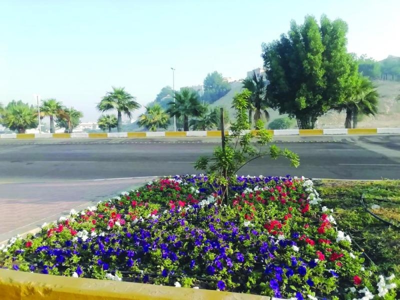 «زهور شتوية» تزين شوارع الظهران