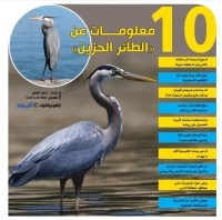 10 معلومات عن «الطائر الحزين»